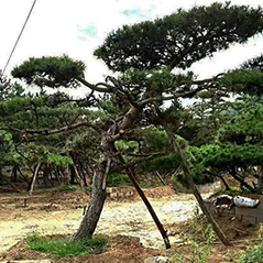 平頂松種植基地